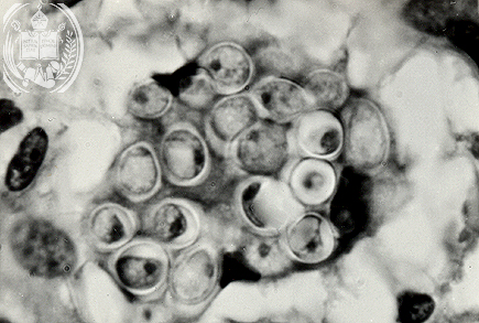 Fig. 50-A4